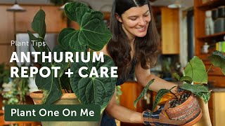 ANTHURIUM CARE amp REPOT for New Home — Ep 300 [upl. by Milo953]