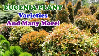 EUGENIA PLANT VARIETIES  ANG GAGANDA [upl. by Orat801]