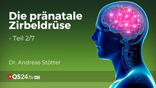 Die vorgeburtliche Zirbeldrüse Wie sie das Ungeborene formt und beeinflusst  Teil 27  QS24 [upl. by Piper421]