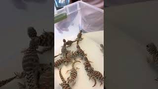 How To Buy A Uromastyx [upl. by Winer]