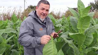 Florida Sun Grown Tobacco Winter Crop [upl. by Ansela989]