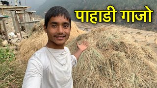 Pahadi Gajo 😍  Pahadi Lifestyle vlogs [upl. by Nnayelhsa4]