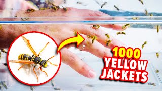 SWARMED by Yellow Jackets [upl. by Raddatz]