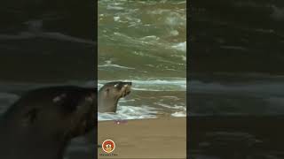 Adorable Seal Pup Exploring the Waves  Discovery Time [upl. by Ahtar]