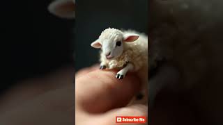 Oh my🙊 Look at this 🐑Little Lamb on Hand So Adorable ❤️ [upl. by Haff178]