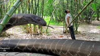 Anaconda Snake in Real Life HD Video [upl. by Alesandrini292]