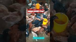 Muslim jgn sabung ayam [upl. by Emylee22]