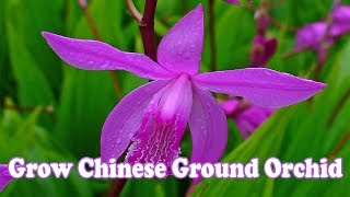 How To Grow Chinese Ground Orchid [upl. by Ridinger630]