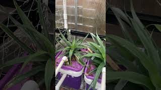 Hydroponic Pineapples taking over Started with 1 plant hydroponics greenhouse spongebob [upl. by Nerfe]