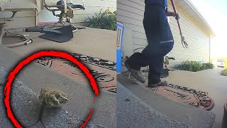 FedEx Driver Saves Family From Rattlesnake During Delivery [upl. by Ydnys]