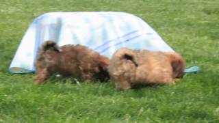 ChiChon Puppies For Sale [upl. by Efal]