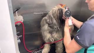 The Ar of Grooming a Briard  PART 1 [upl. by Mialliw]