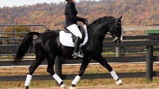 SAINT SANDRO  Oldenburg Stallion [upl. by Akemor735]