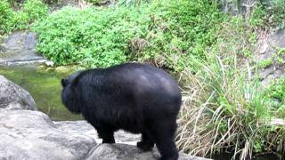 Formosan Black Bear [upl. by Tipton333]