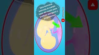 Sistema endocrino Placenta funciones endocrinas  Fisiología del sistema endocrino [upl. by Aynotel]