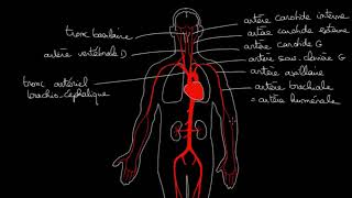 angiologie LaMedecineChezVous [upl. by Enimrej]