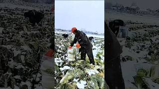 In Thailand many vegetables are frozenshortvideo amazingfacts [upl. by Welton]