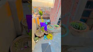 Kiteflying loot Aaj puri 4patang loot li 🥰kiteflying loot kitelover shorts [upl. by Dahlia]