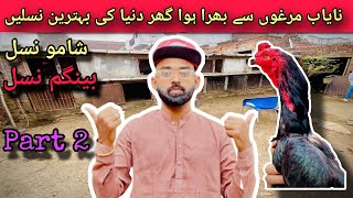 Shehzada Pind Part 2  Behtareen Nasal k murgy for Sale  Aseel murga  Pet vlogs [upl. by Imotih656]