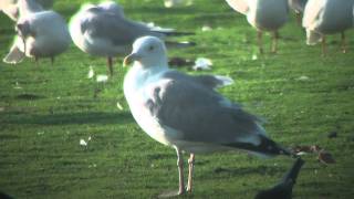 Caspian Gull [upl. by Lananna]