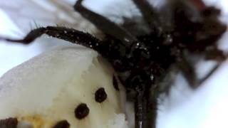 Fly outside tree bumblebee nest attacked by fungus [upl. by Neelloc833]