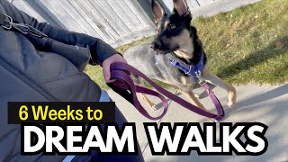 6 Weeks to Dream Dog Walks StepByStep Leash Training Program [upl. by Lev]