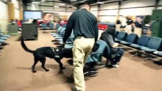 Inside Look TSA Canine Training [upl. by Teillo545]