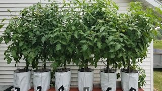 Hydroponics Easy Self Sustaining  Beginners DIY Tomato Drip System part 4 [upl. by Anailuy]