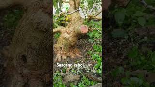 Bakalan bonsai sancang [upl. by Notsehc]