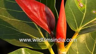 Banyan Tree or Ficus benghalensis foliage and leaves in close up  Sacred tree in India [upl. by Ruthy]