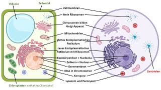 Aufbau der eukaryotischen Zellen Eukaryoten tierische Zellen Pflanzenzellen pflanzliche Zellen [upl. by Atterbury]
