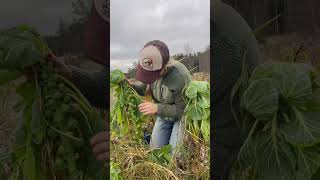 Första lilla snön faller och jag skördar brysselkål 💚 garden gardening [upl. by Lucchesi407]