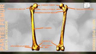 Partes del Femur  Anatomia [upl. by Ugo]