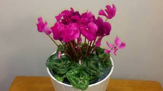 시클라멘 키우기 How to care for your Cyclamen [upl. by Oflunra]