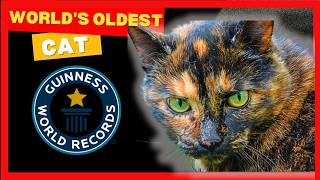 Meet Flossie  Worlds OLDEST Cat At 27  What Is The Secret [upl. by Onitsuaf671]