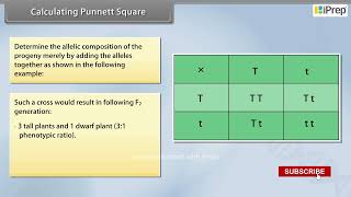 Calculating Punnett Square  Principles of Inheritance and Variation  Biology  Class 12th iPrep [upl. by Erdnuaed]