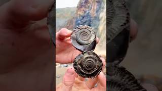 Hidden Secrets in Fossil Rocks [upl. by Liggitt449]