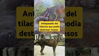 Antepasado del tilacino que podía destrozar huesos curiosidadesanimales paleontologia fósiles [upl. by Enahpad321]