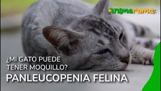 ¿Mi gato puede tener moquillo  PANLEUCOPENIA FELINA [upl. by Ihcalam769]