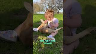 Kangaroos show their gratitude in sprising ways animals kangaroos shorts cute [upl. by Yxor438]