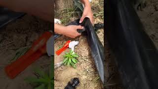 Garden irrigation micro spray tape laying and installation process [upl. by Bria]