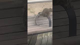 Squirreling around on the Atlantic City Boardwalk [upl. by Atilek742]