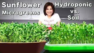 Sunflower Microgreens  Hydroponic vs Soil 向日葵芽苗水培種植 [upl. by Waterman338]