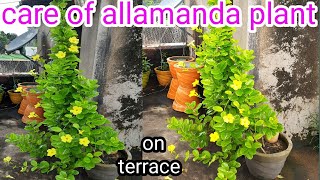 how to grow and care of allamanda vine plant  care of golden trumpet vine [upl. by Aibara]