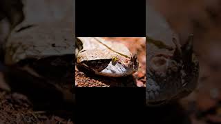 Gaboon Viper  Descriptions and Facts [upl. by Eerized437]