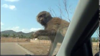 Zoo Safari Park Safari zoo Mallorca [upl. by Oinigih281]