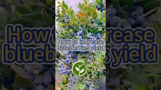 How to increase blueberry yield shortvideo garden howto youtubeshorts viralvideo video [upl. by Aloz541]