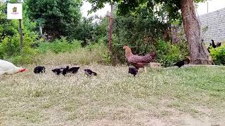 Hens clucking🐔🐓chicks sound [upl. by Gnauq14]