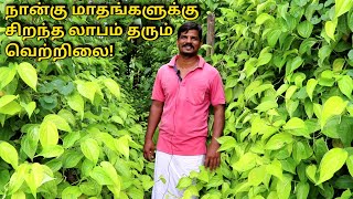 Betel Leaf Cultivation  பட்டதாரியின் வெற்றிலை விவசாயம் [upl. by Loginov]