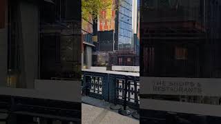 High Line NYC highline newyork newyorkdiaries pigeon newvideo [upl. by Votaw765]